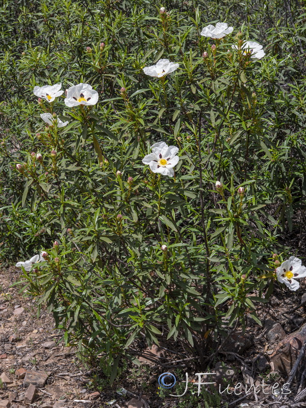 Cistus ladanifer ladanifer.13