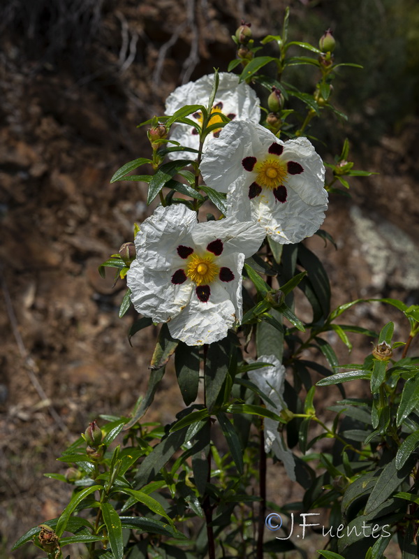 Cistus ladanifer ladanifer.15