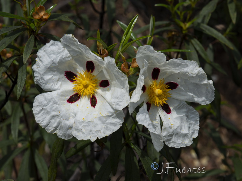 Cistus ladanifer ladanifer.23