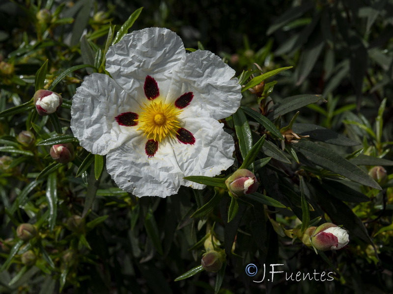 Cistus ladanifer ladanifer.25