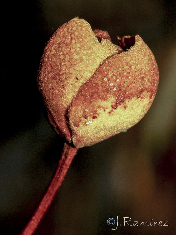 Cistus ladanifer ladanifer17