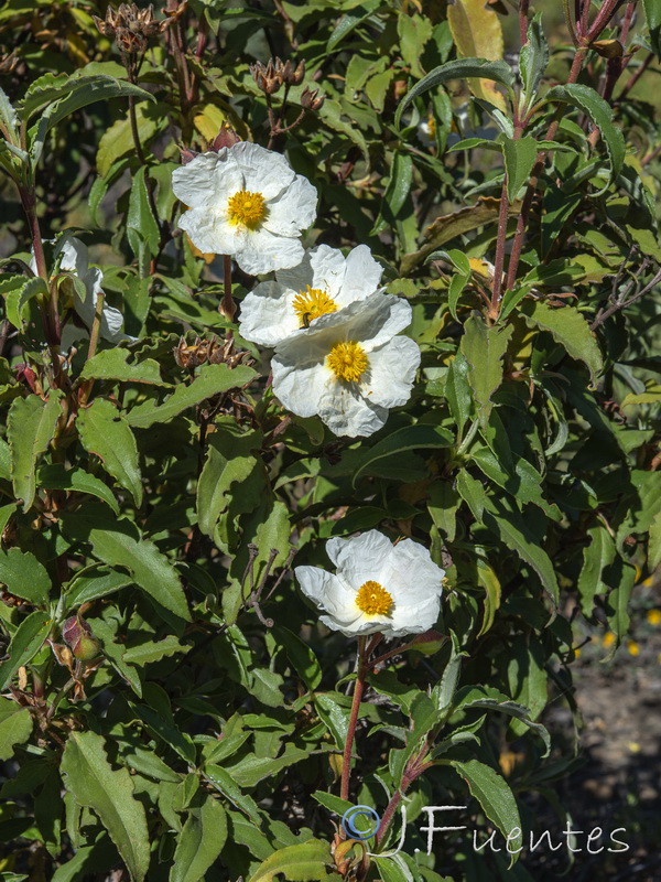 Cistus laurifolius.20