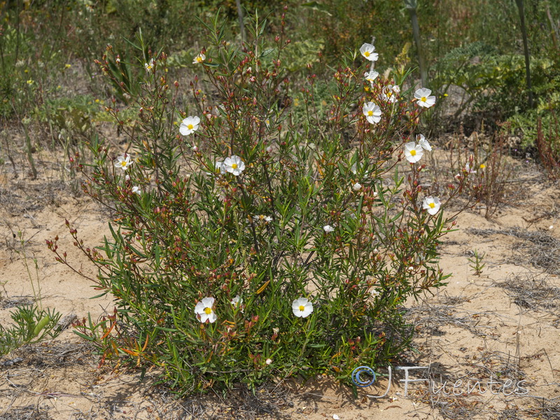 Cistus libanotis.01