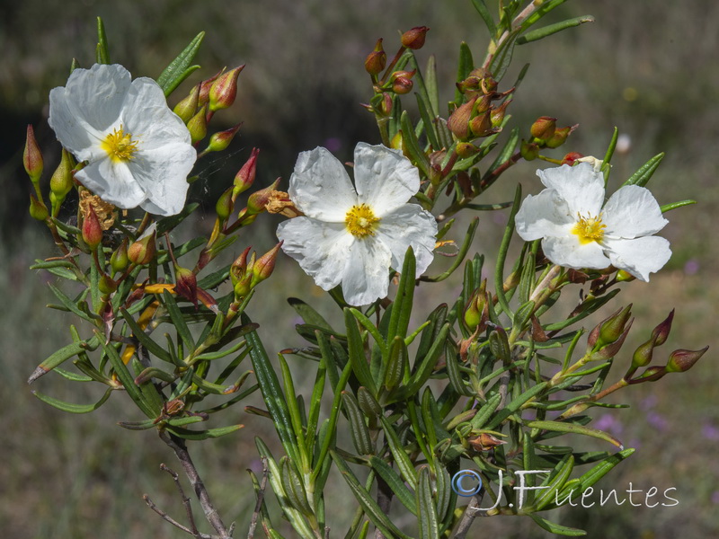 Cistus libanotis.04