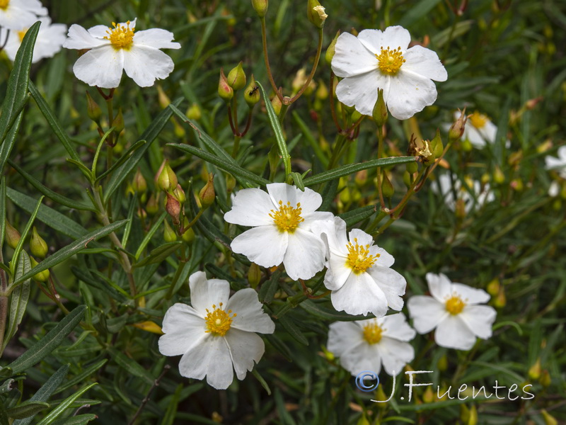 Cistus libanotis.05