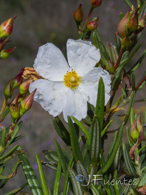 Cistus libanotis.06