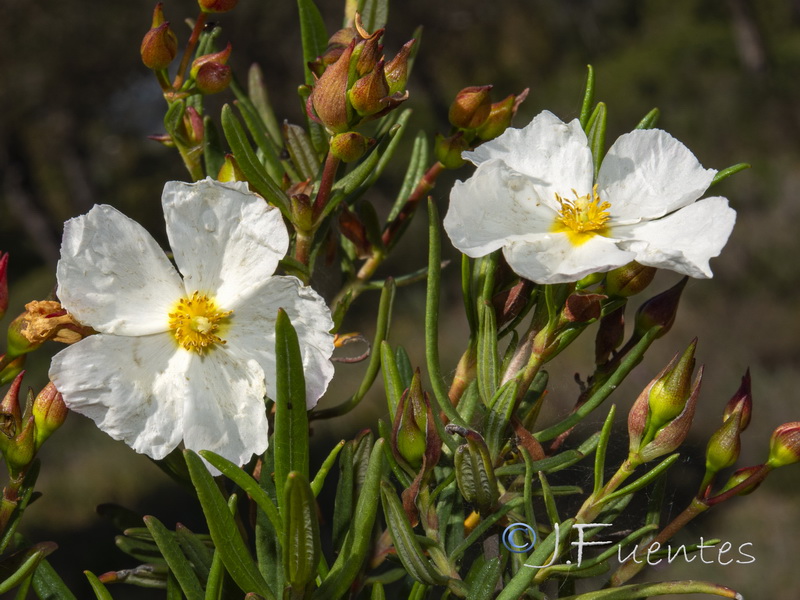 Cistus libanotis.07
