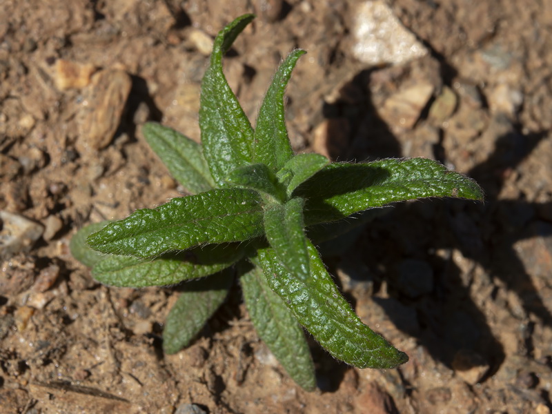 Cistus monspeliensis.23