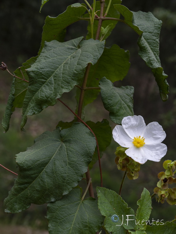 Cistus populifolius populifolius.12