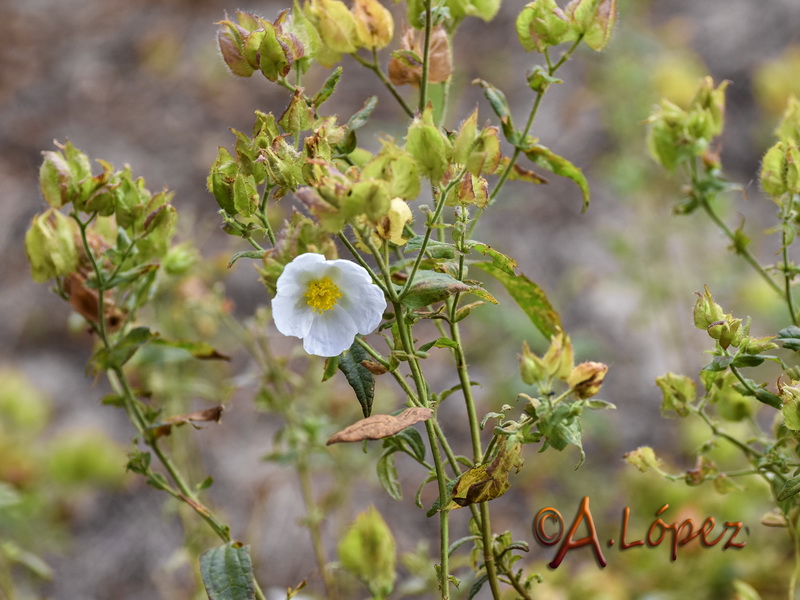 Cistus psilosepalus.01