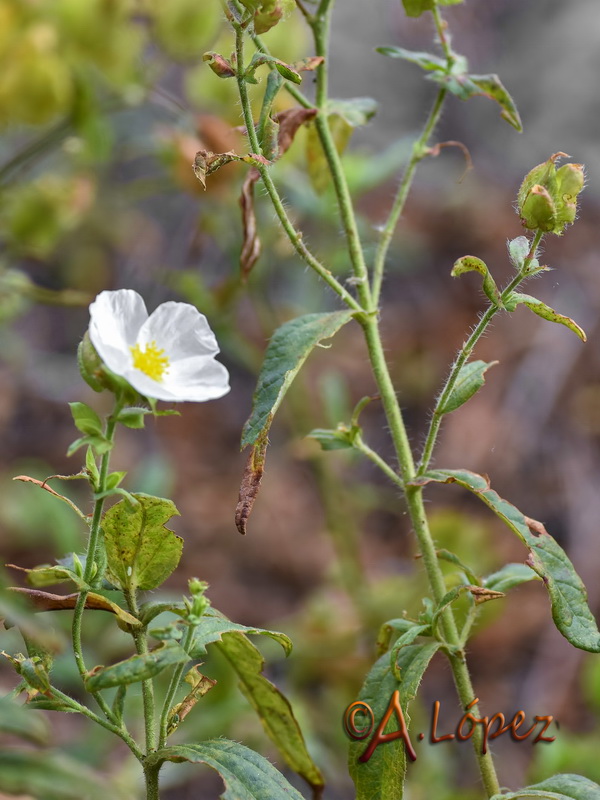 Cistus psilosepalus.04