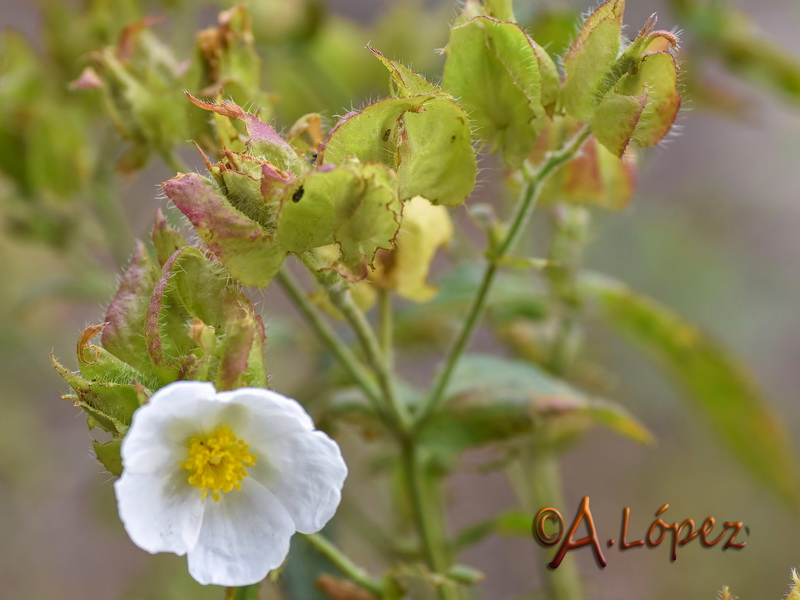 Cistus psilosepalus.05