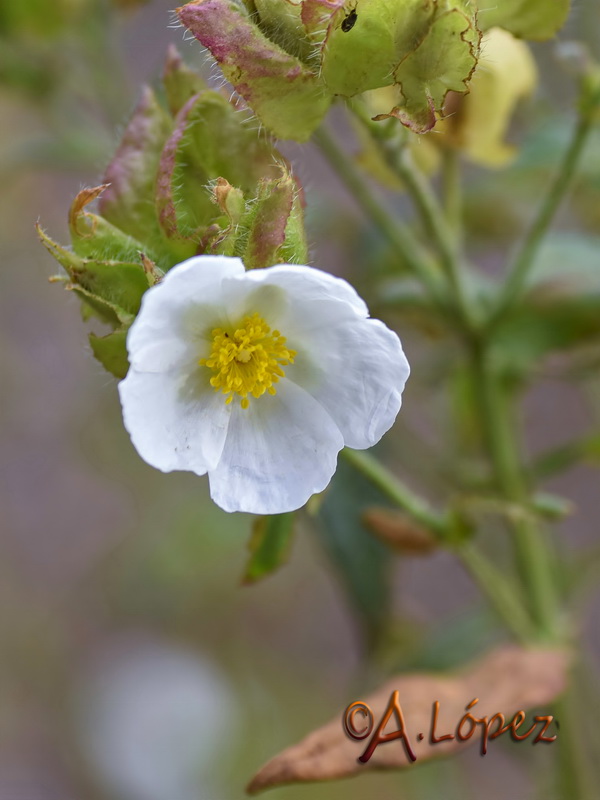 Cistus psilosepalus.06