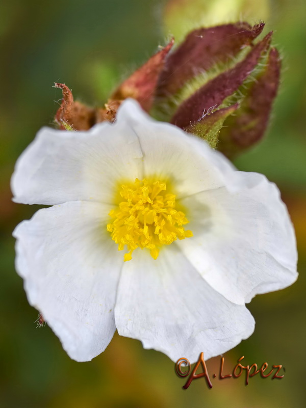 Cistus psilosepalus.07