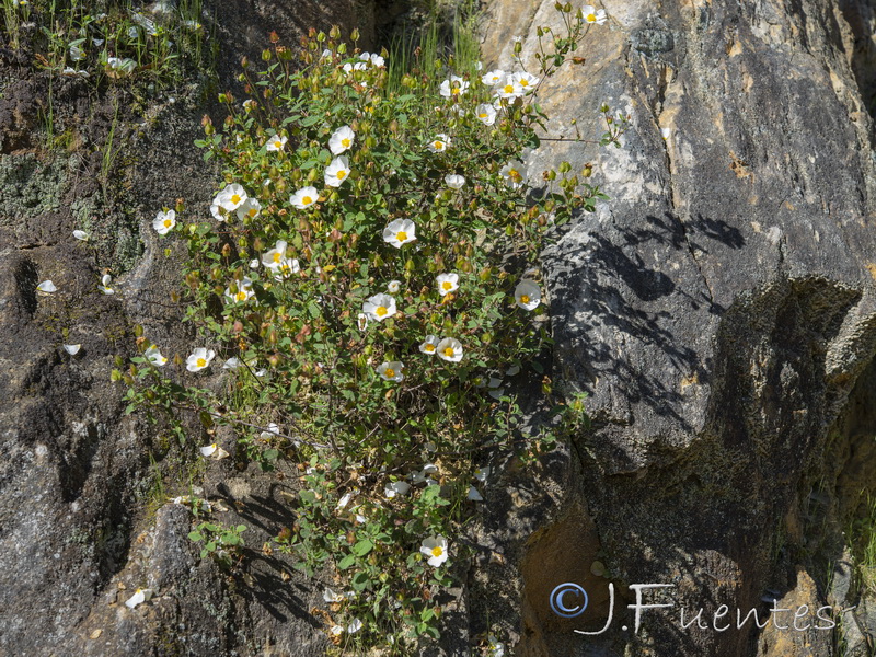 Cistus salvifolius.17