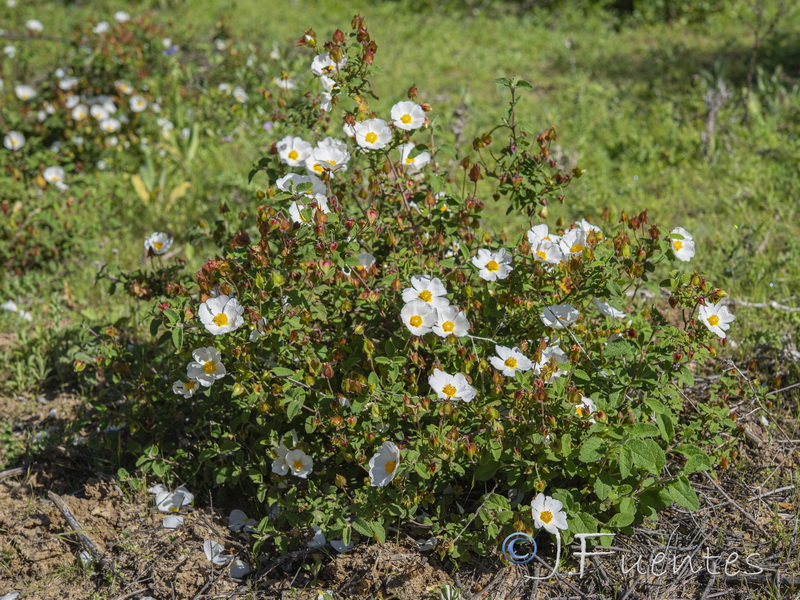 Cistus salvifolius.18