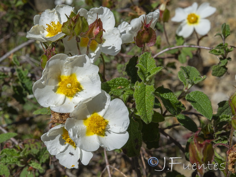 Cistus salvifolius.20