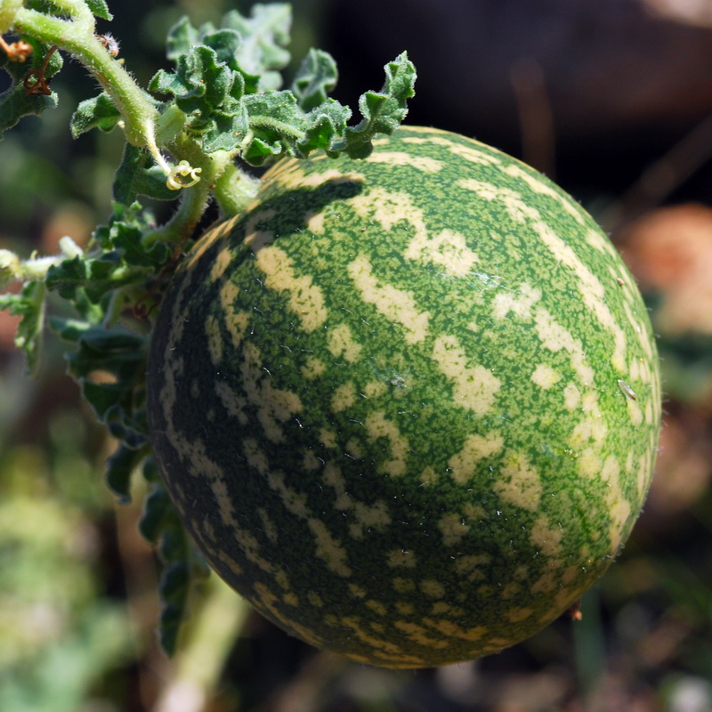 Citrullus colocynthis.17