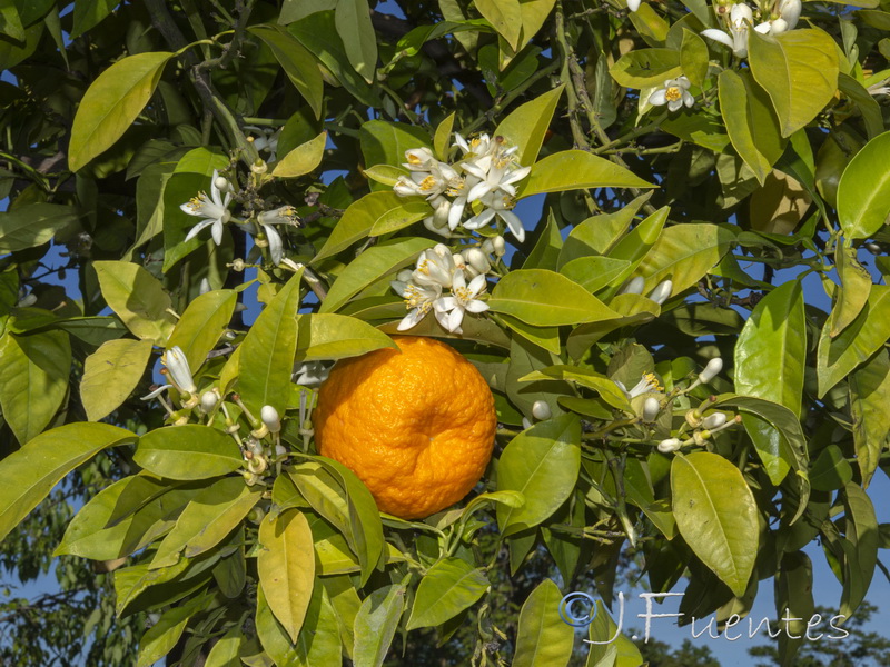 Citrus aurantium.10