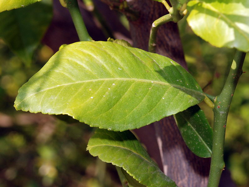 Citrus limon.04