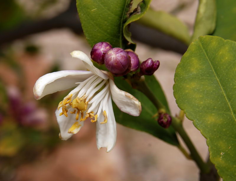 Citrus limon.07