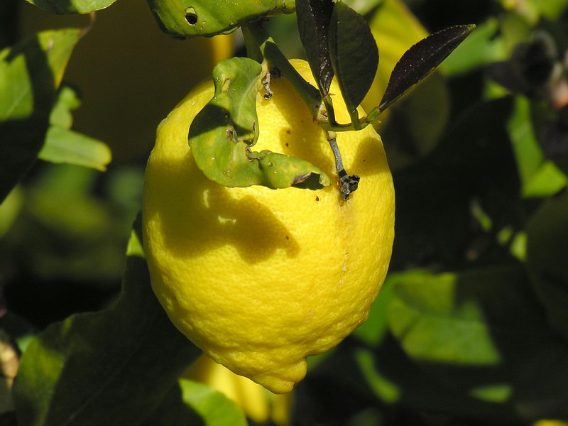 Citrus limon.23