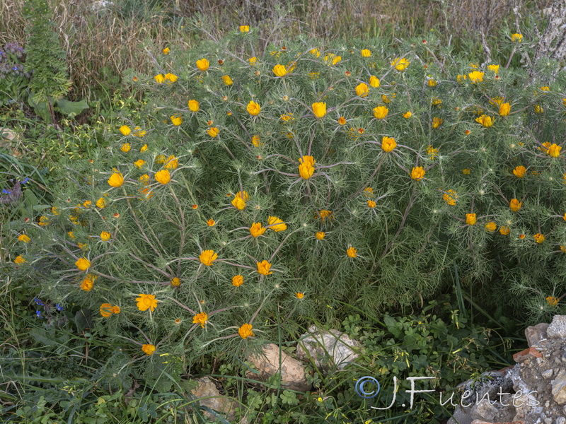 Cladanthus arabicus.02