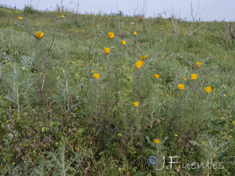 Cladanthus arabicus.03