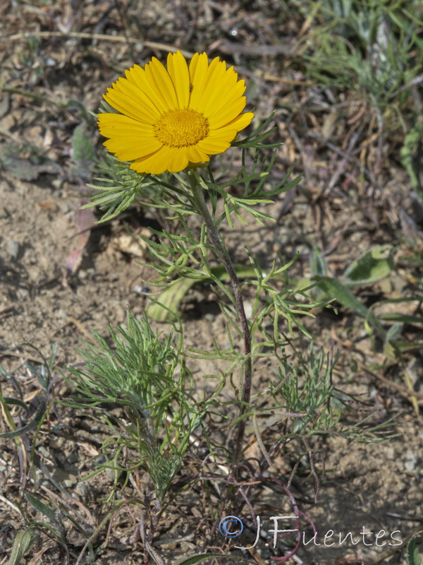 Cladanthus arabicus.05