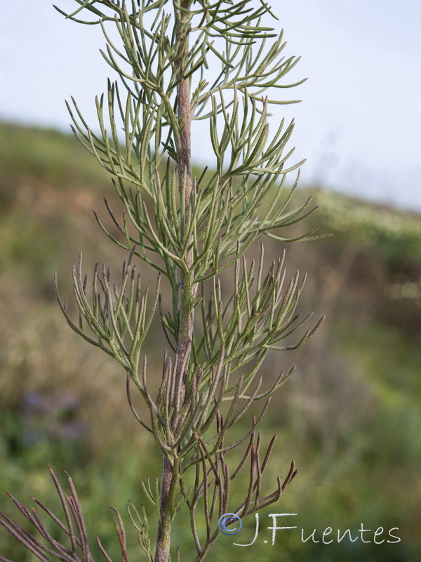 Cladanthus arabicus.07