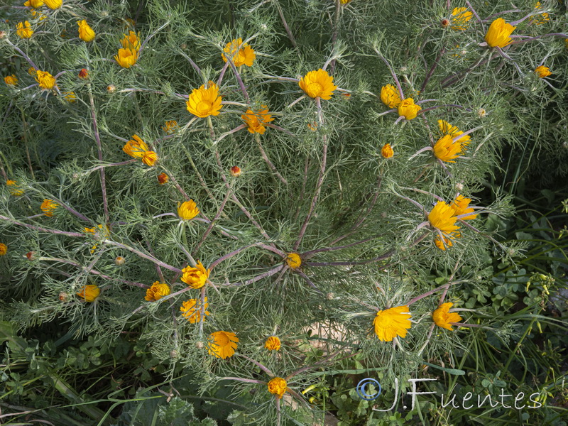 Cladanthus arabicus.09