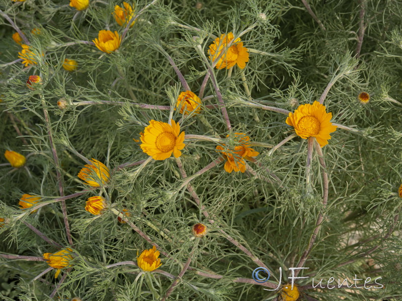 Cladanthus arabicus.10