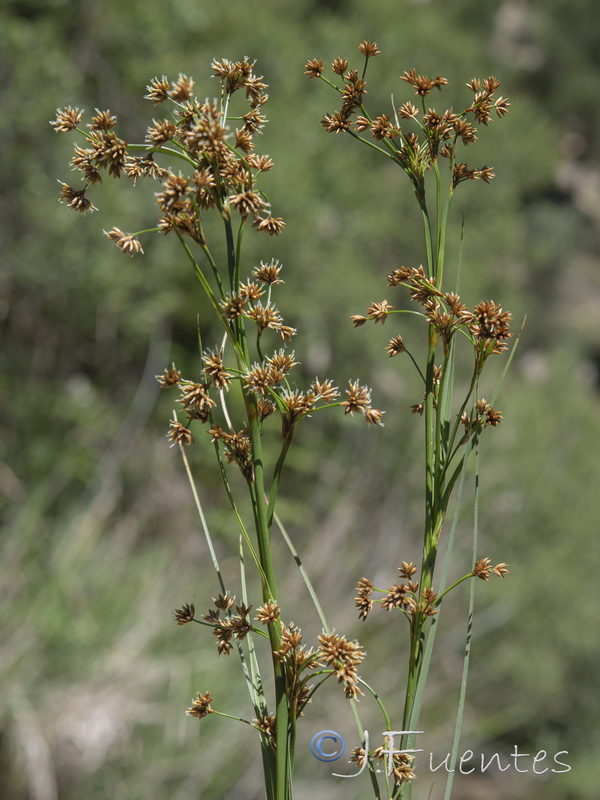 Cladium mariscus.11