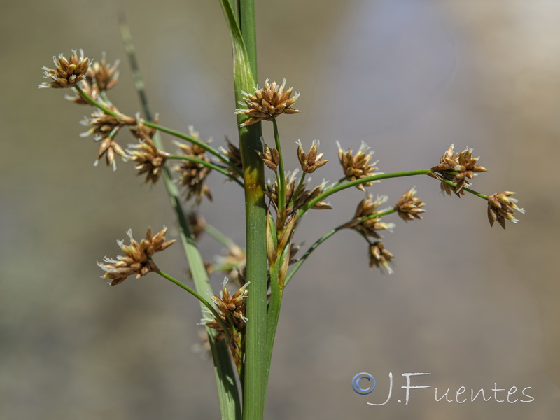 Cladium mariscus.12