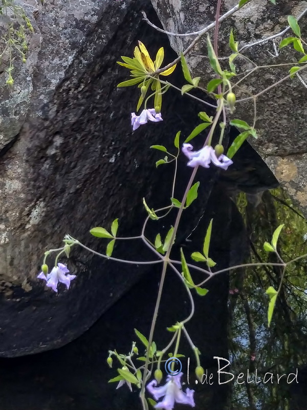 Clematis campaniflora.03