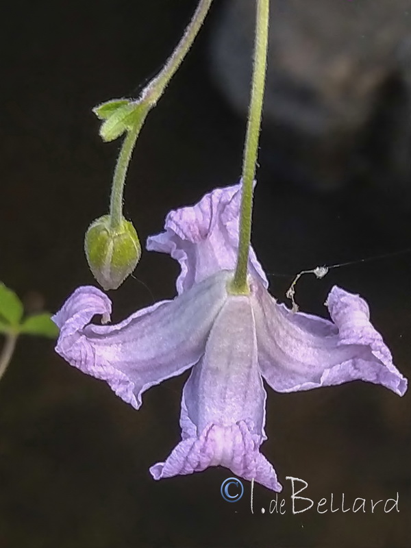 Clematis campaniflora.04