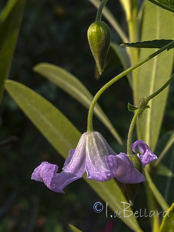 Clematis campaniflora.06