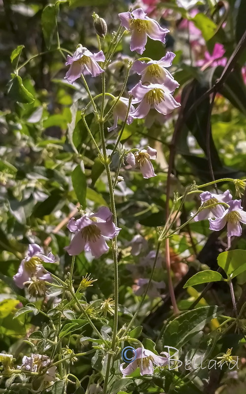 Clematis campaniflora.07