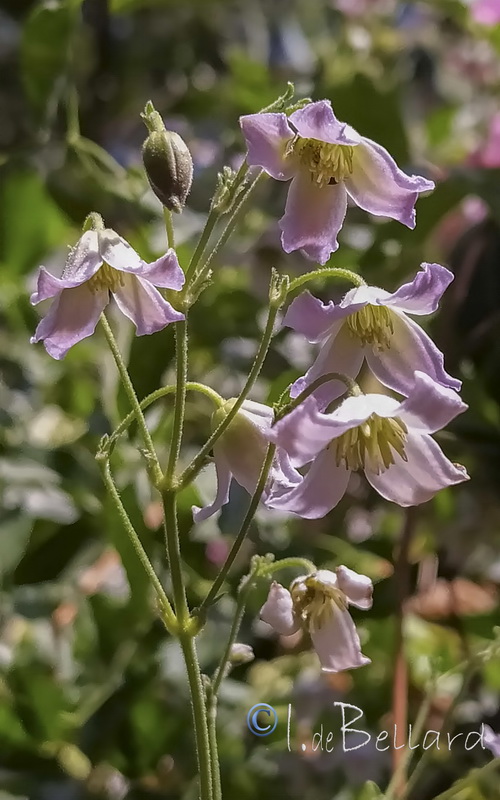 Clematis campaniflora.08