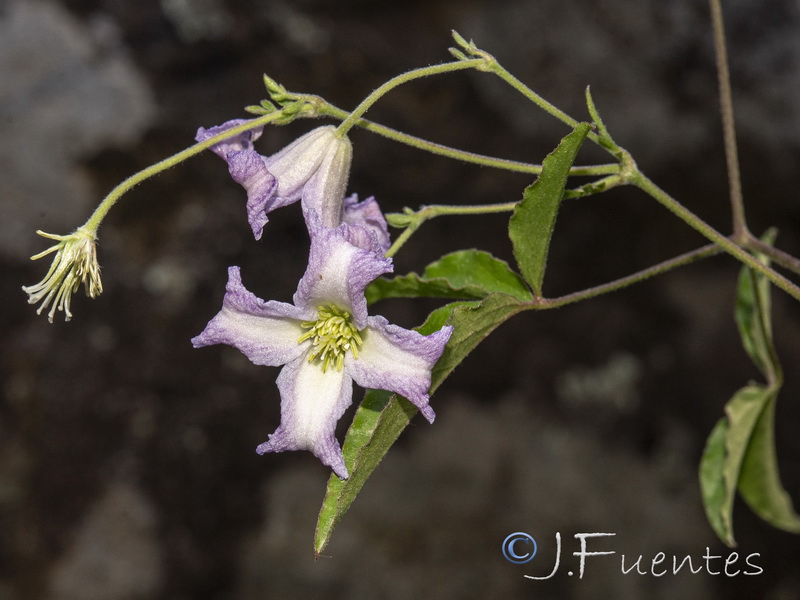 Clematis campaniflora.16