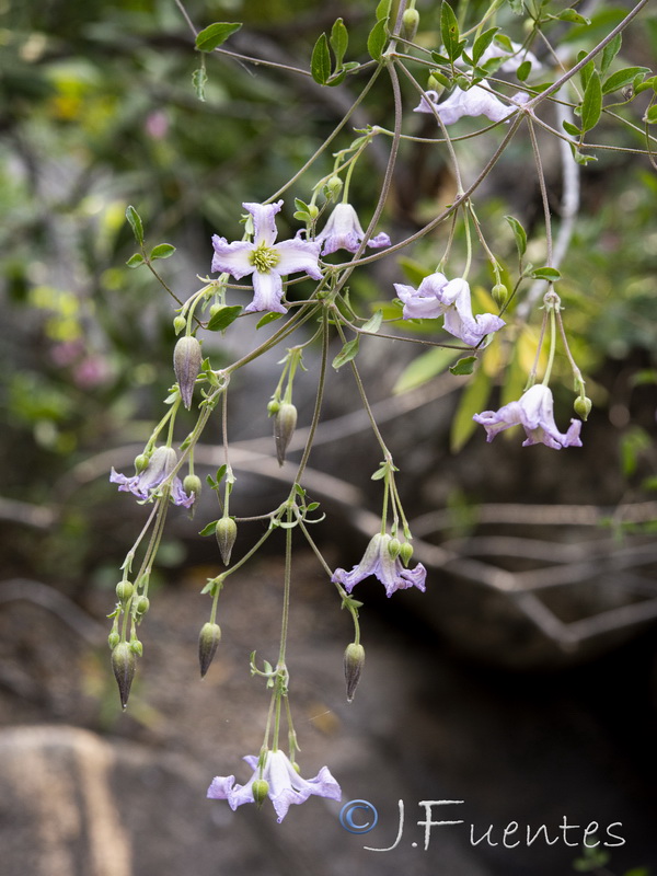 Clematis campaniflora.02