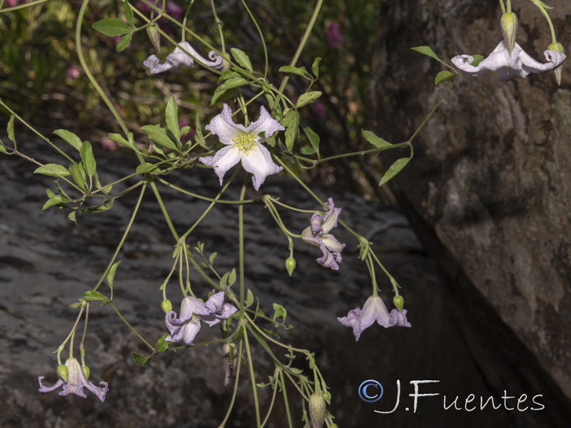 Clematis campaniflora.05