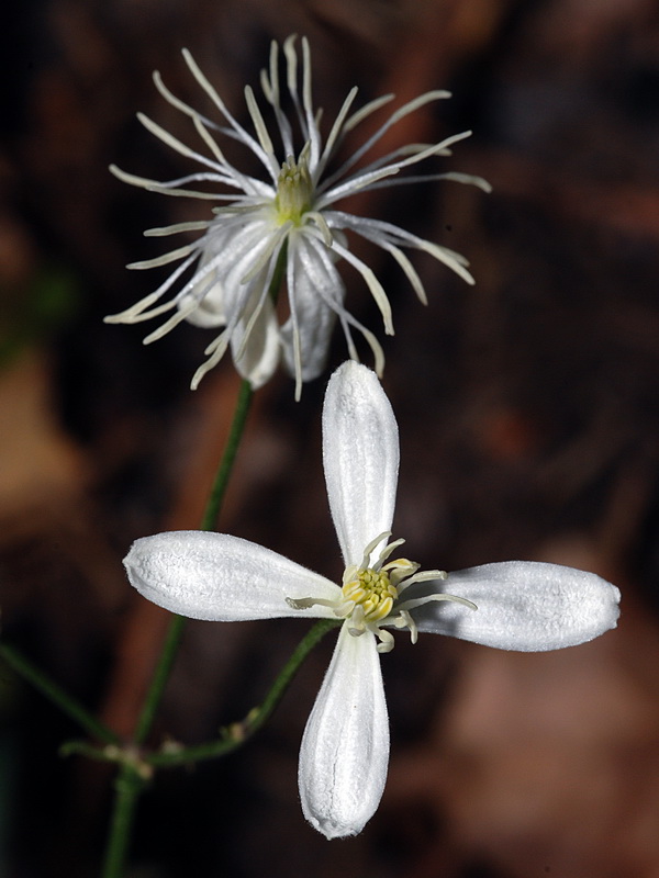 Clematis flammula.15
