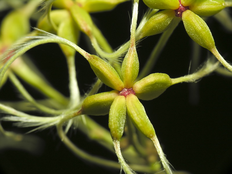 Clematis flammula.24