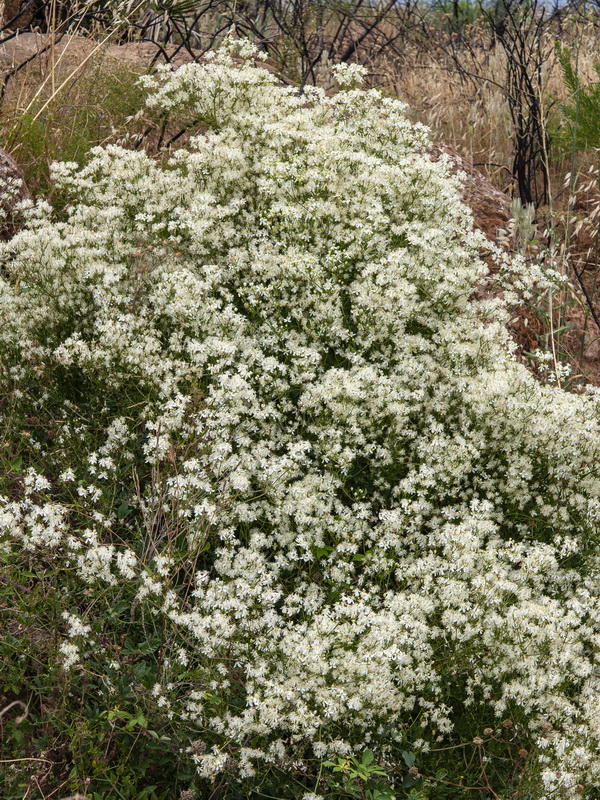 Clematis flammula.29