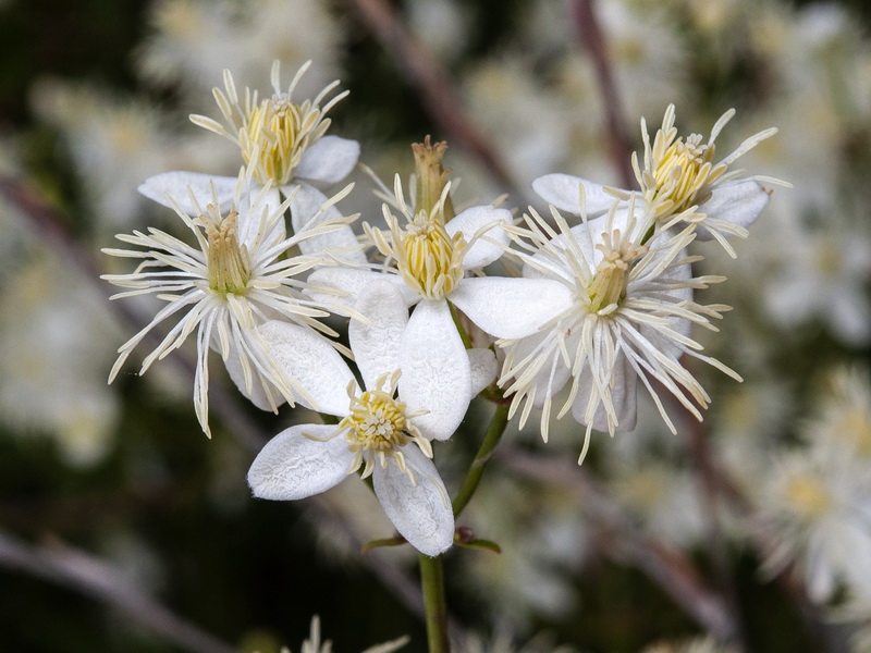 Clematis flammula.32