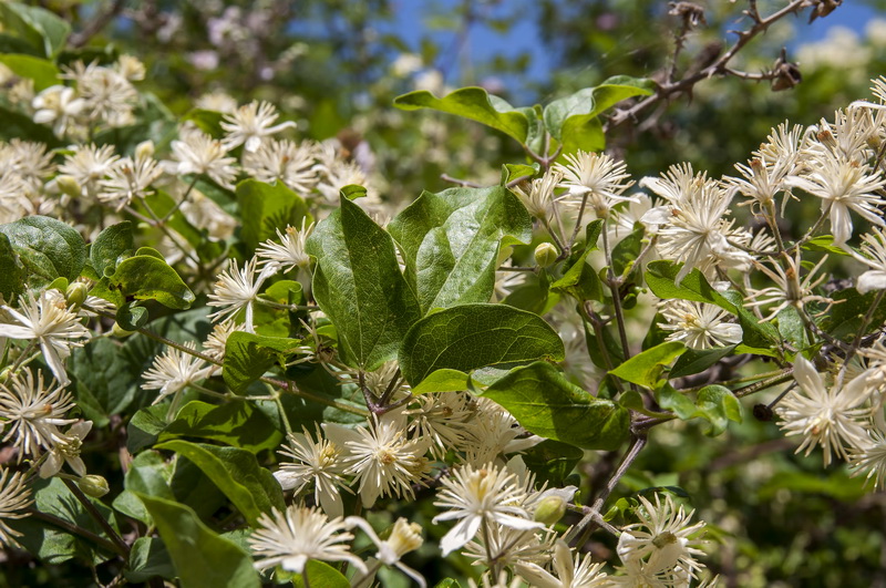 Clematis vitalba.04