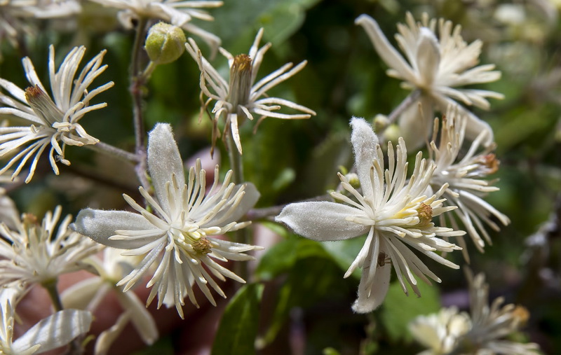 Clematis vitalba.09