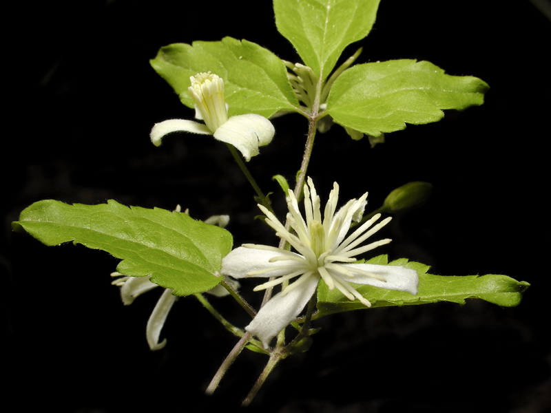 Clematis vitalba.14