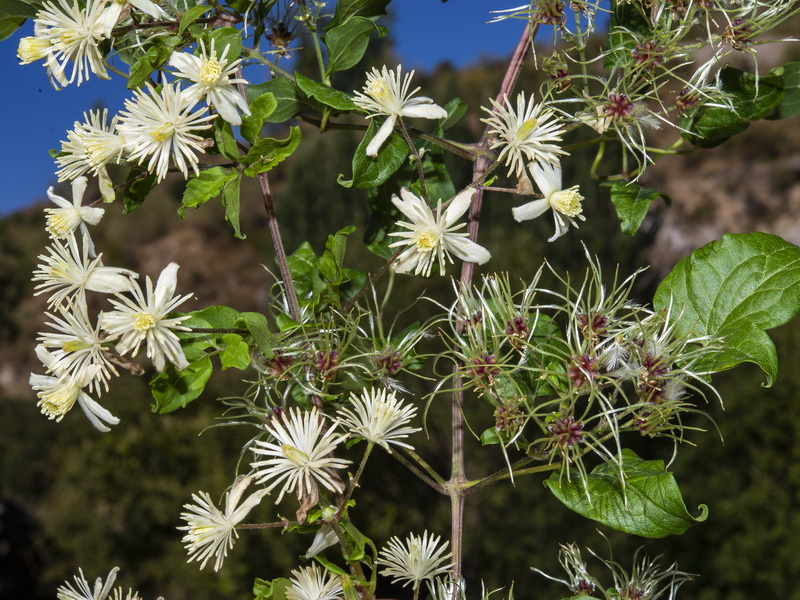 Clematis vitalba.18